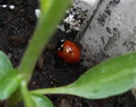 Numex Twilight meets ladybug