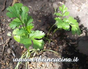 Transplanted coriander