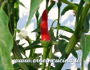 Ripe Cayenne Ring of Fire