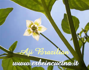 Aji Brazilian