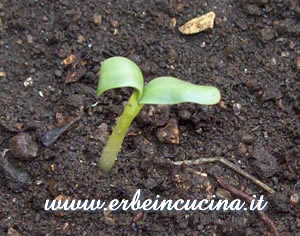 Fenugreek newborn plant