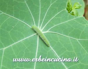 Worm on a Nasturtium leaf