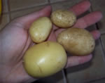 Winter potatoes