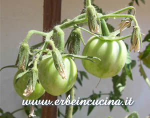 Green Zebra Stripe Tomatoes