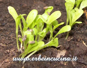 Chicory Sowing
