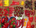 Chili peppers harvests