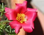 Rose Moss Flower
