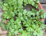 Cooking with coriander