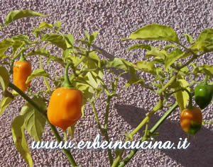 Habanero Orange
