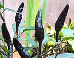 Black chilies