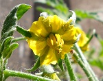 Bear Claw tomato flower