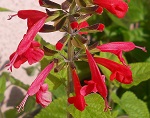 Scarlet sage flower