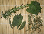 Harvesting aromatic herbs