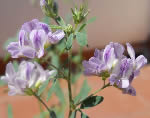 Alfalfa flowers
