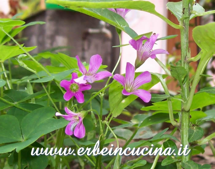 Fiori viola di acetosella / Purple Wood Sorrel Flowers
