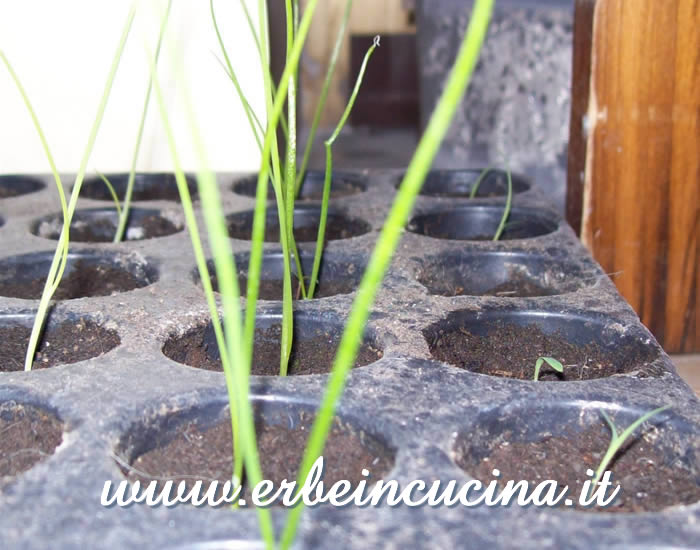 Giovani piante di aglio cinese (Nira) / Nira young plants