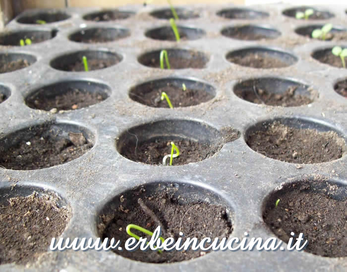 Piantine neonate di cipolletta rossa / Welsh onion newborn plants