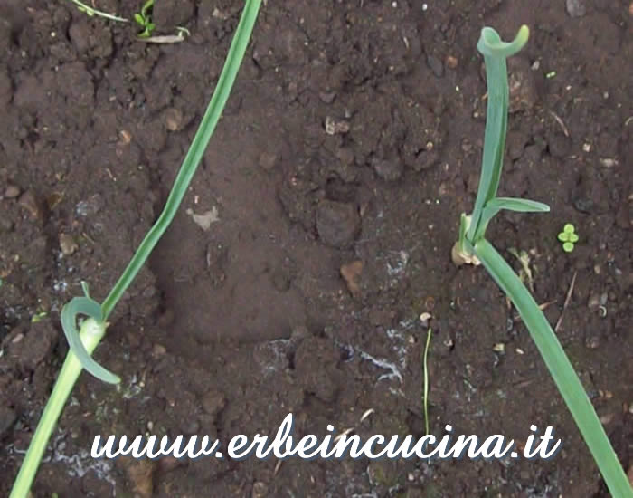 Germogli da spicchi d'aglio interrati / Garlic sprouted from plunged cloves
