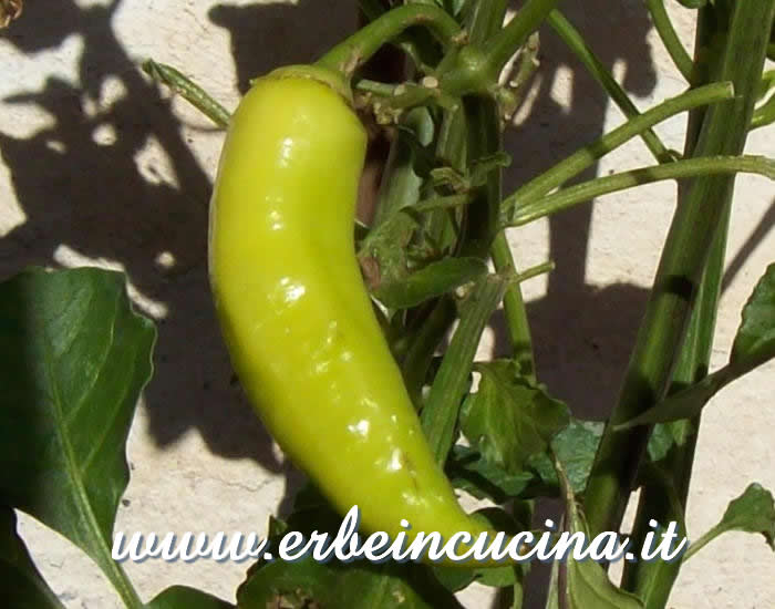Peperoncino Aji Amarillo non ancora maturo / Unripe Aji Amarillo chili pepper pod