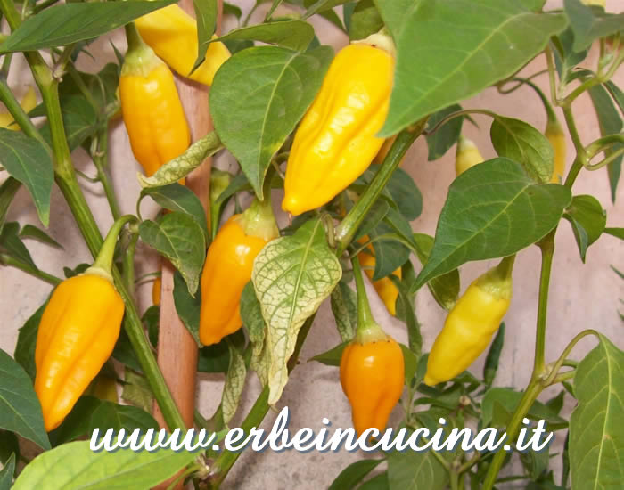 Peperoncini Aji Habanero pronti da raccogliere / Ripe Aji Habanero chili pepper pods