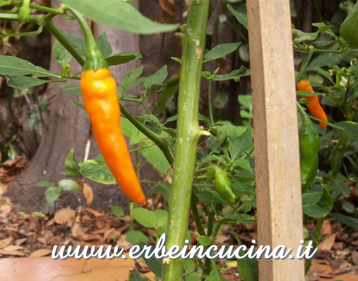 Peperoncini Aji Yellow maturi  / Ripe Aji Yellow chili pepper pods