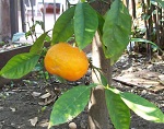 Arancio Amaro