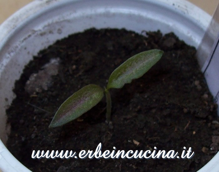 Peperoncino Aussie Black appena nato / Newborn Aussie Black chili pepper Plant