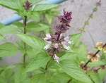 Basil clove scented (Himalayan)