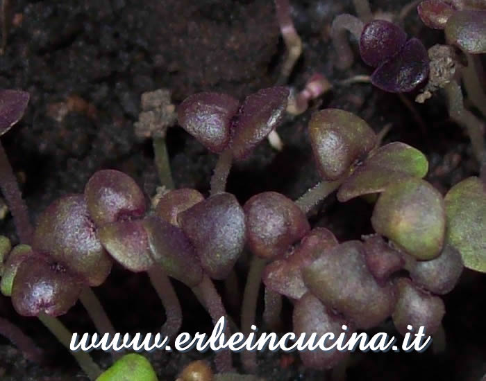 Piantine neonate di basilico Dark Opal / Dark Opal Basil, newborn plants