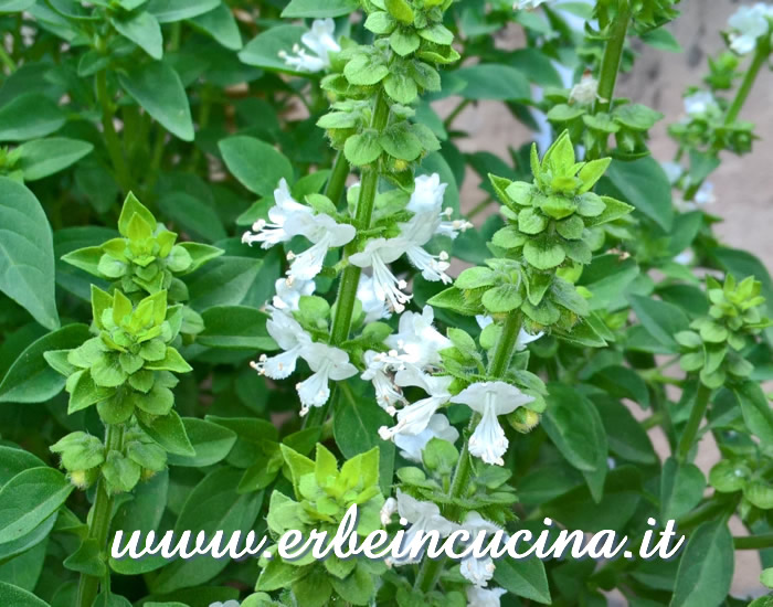 Fiori di basilico greco / Greek basil flowers