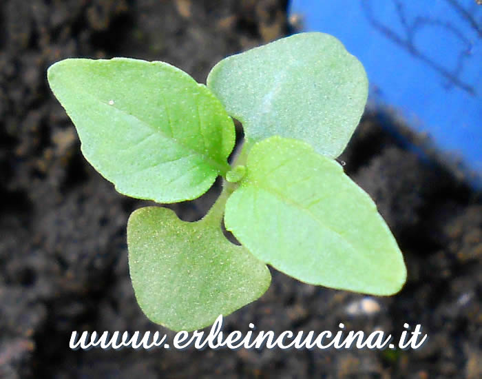 Giovane pianta di basilico liquirizia / Licorice Basil young plant