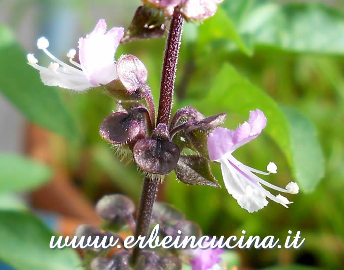 Fiori di basilico liquirizia / Licorice Basil flowers