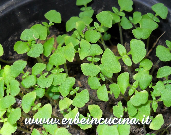 Basilico Americano in coltura protetta / Basil spice young plants