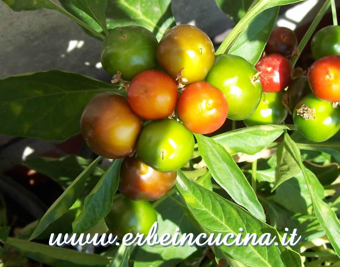 Peperoncini Hungarian Spice in varie fasi di maturazione / Ripe and unripe Hungarian Spice pepper pods