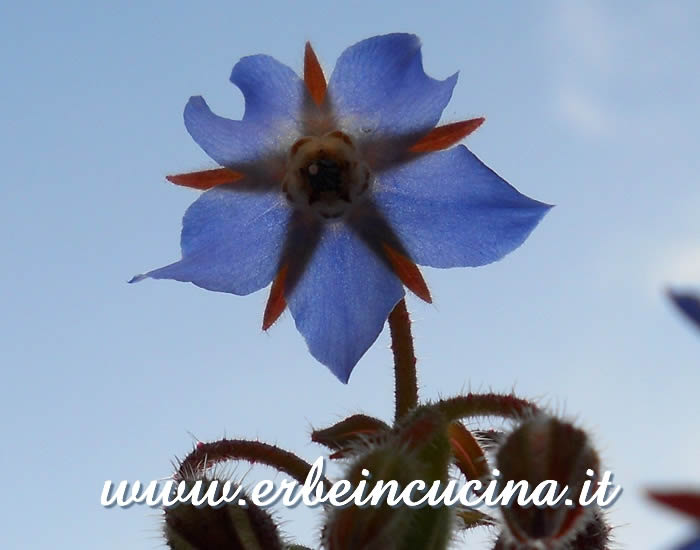 Fiore di borragine / Borage flower
