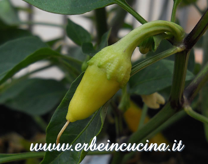 Peperoncino Caloro non maturo / Unripe Caloro chili pod