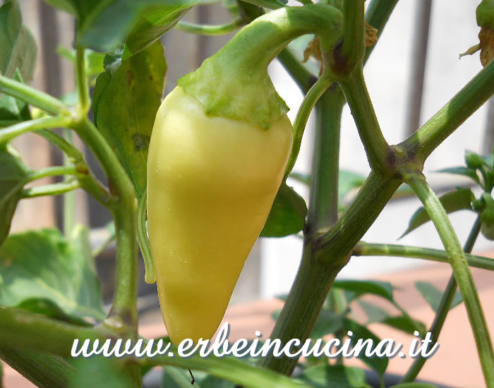 Peperoncino Caloro non maturo / Unripe Caloro chili pod