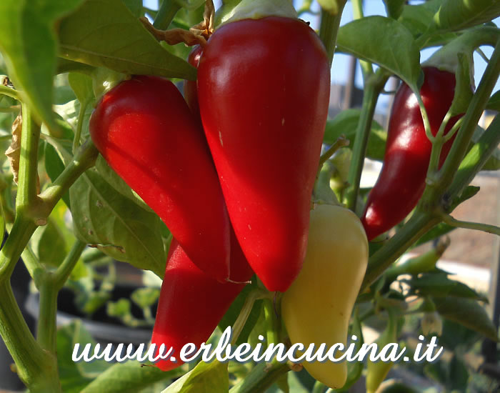 Peperoncini Caloro a vari stadi di maturazione / Ripe Caloro chili pods