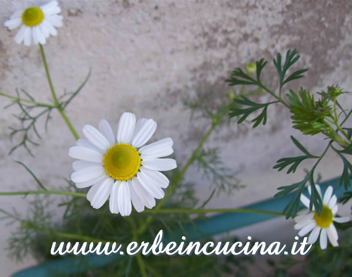 Capolini di camomilla / Chamomile flowers