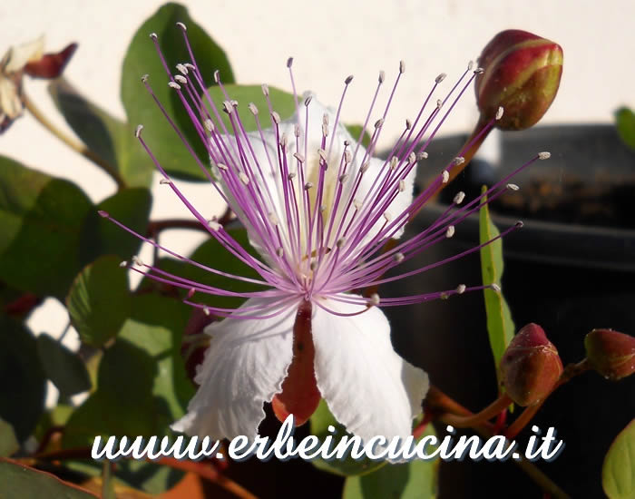 Fiore e boccioli di cappero / Caper flower and buds