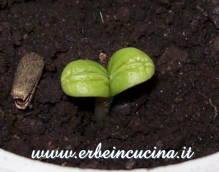 Piantina neonata / Newborn Plant