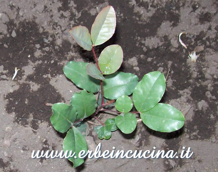 Pianta trapiantata di carrubbo / Carob tree, transplanted plant
