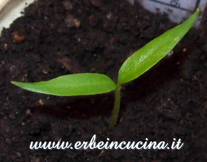 Peperoncino Cascabel appena nato / Newborn Cascabel chili pepper plant