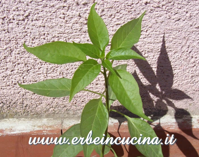 Giovane pianta di Cayenne Ring of Fire / Cayenne Ring of Fire, young plant
