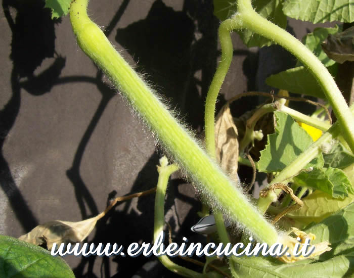 Piccolo cetriolo armeno / Small Armenian Cucumber