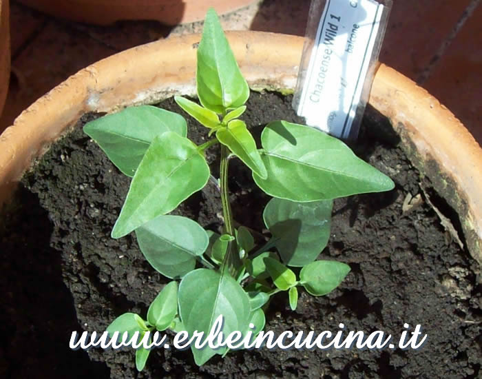 Giovane pianta di Peperoncino Chacoense / Chacoense chili pepper, young plant