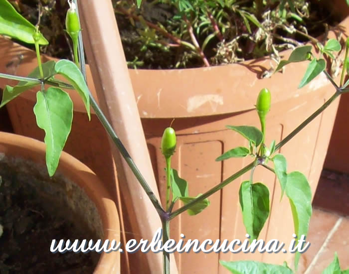 Peperoncini Chacoense non ancora maturi / Unripe Chacoense chili pepper pods