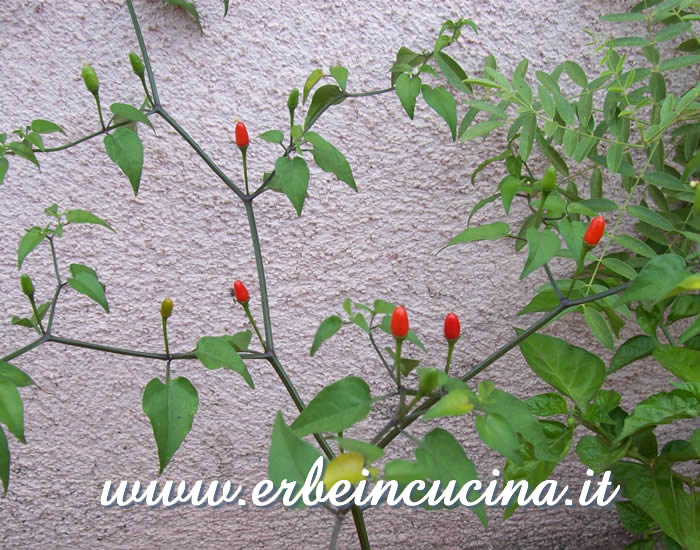 Peperoncini Chacoense maturi / Ripe Chacoense chili pepper pods