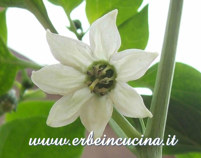 Fiore di peperoncino Chilhuacle Negro / Chilhuacle Negro chili flower