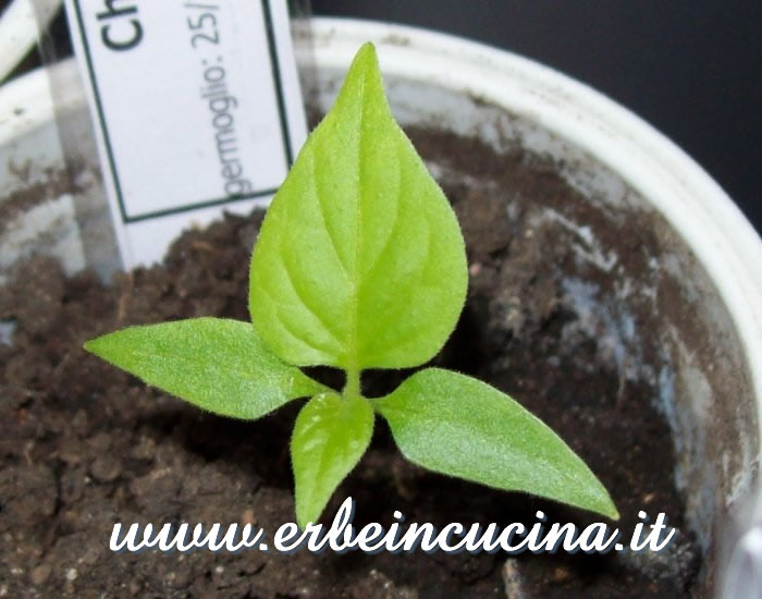 Peperoncino Chupetinha appena nato / Newborn Chupetinha chili pepper plant